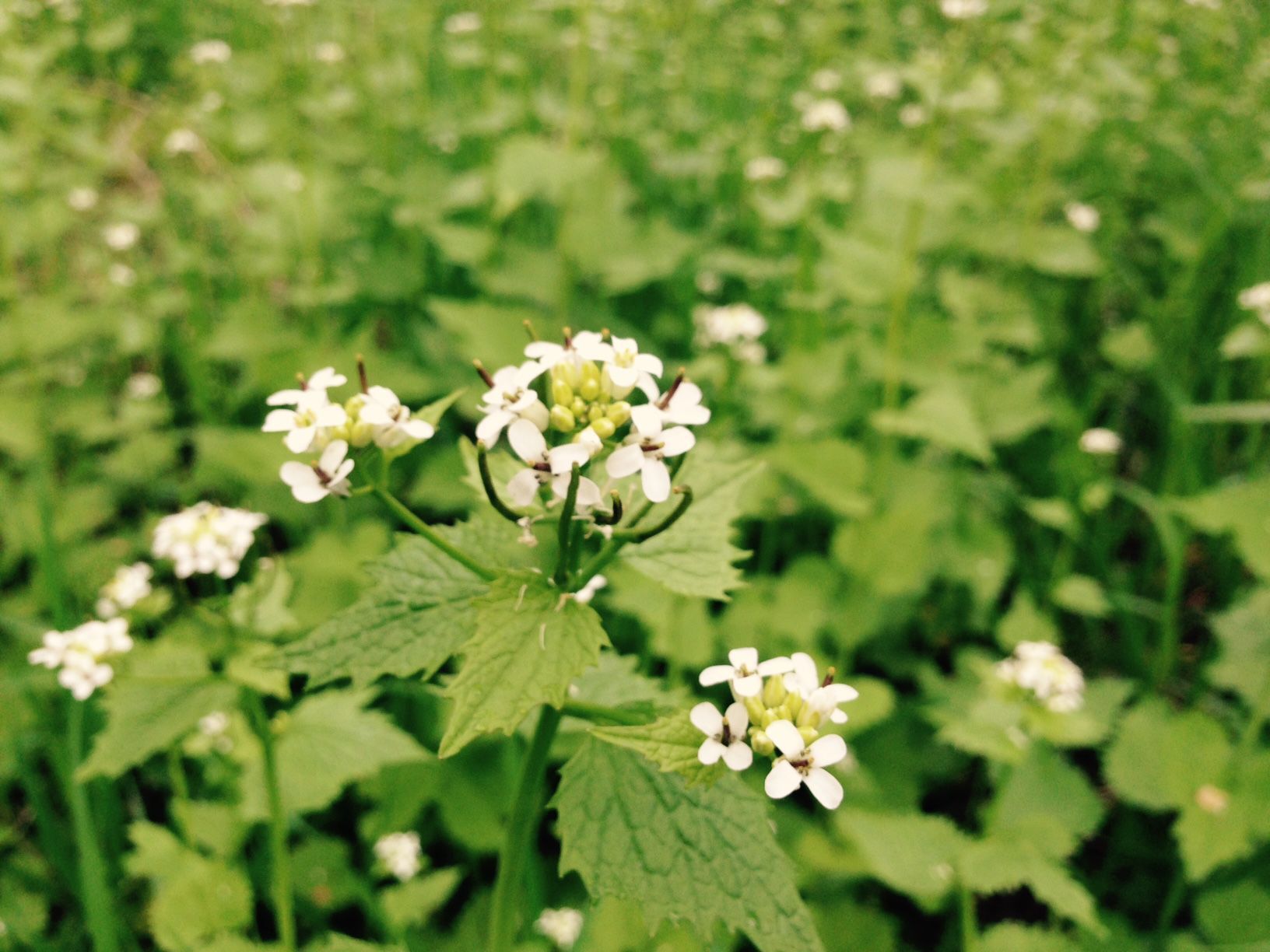 Garlic mustard